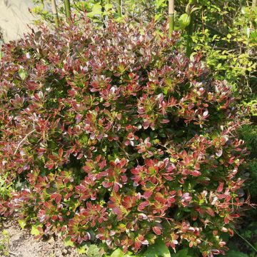 Berberis media Red Jewel - Zuurbes
