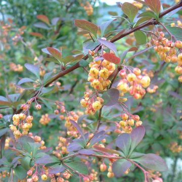 Berberis ottawensis Auricoma - Zuurbes Auricoma