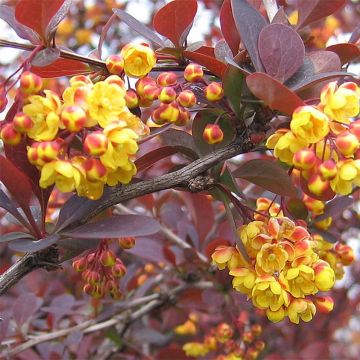Berberis ottawensis Superba - Zuurbes
