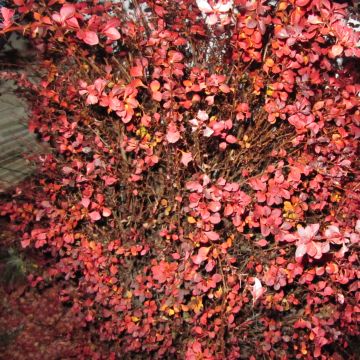 Berberis thunbergii Fireball - Japanse berberis