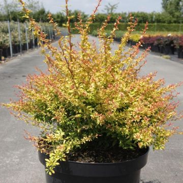 Berberis thunbergii Golden Dream - Japanse berberis