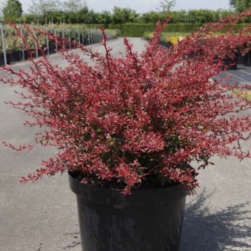 Berberis thunbergii Orange Dream - Japanse berberis