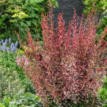Berberis thunbergii Pink Pillar - Japanse berberis