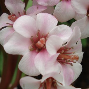 Bergenia Baby Doll - Schoenlappersplant