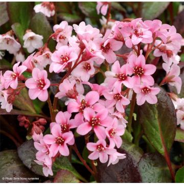 Bergenia Pink Dragonfly - Schoenlappersplant