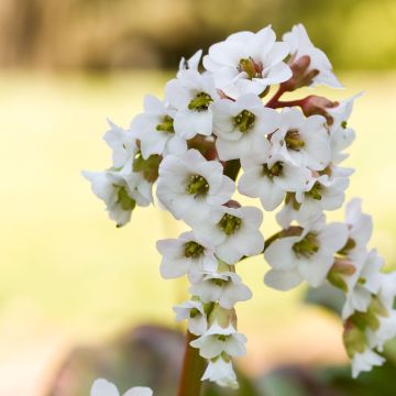 Bergenia Bressingham White - Schoenlappersplant