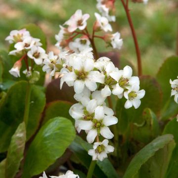 Bergenia Bressingham White - Schoenlappersplant