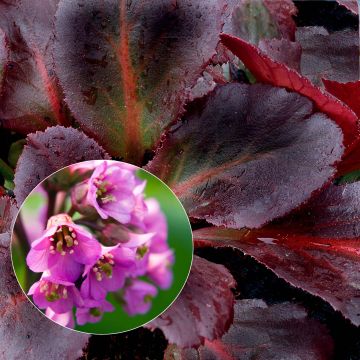 Bergenia Edens Dark Magic - Schoenlappersplant