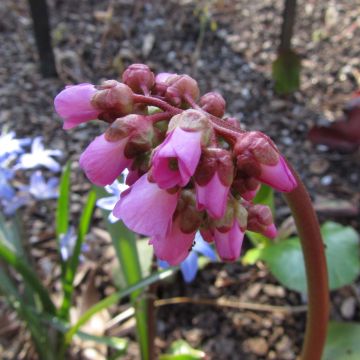 Bergenia Edens Magic Giant - Schoenlappersplant