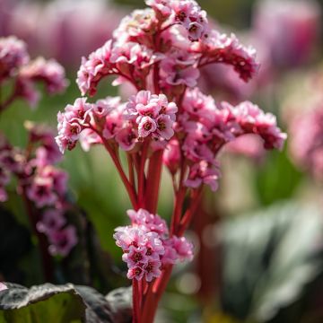 Bergenia Edens Magic Giant - Schoenlappersplant