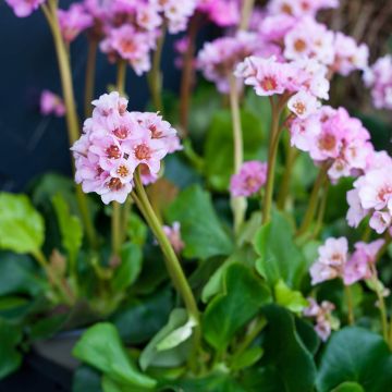 Bergenia Baby Doll - Schoenlappersplant