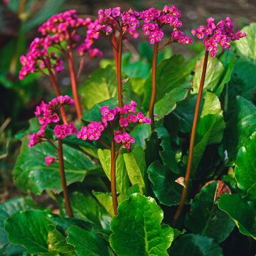 Bergenia cordifolia Morgenrote - Schoenlappersplant