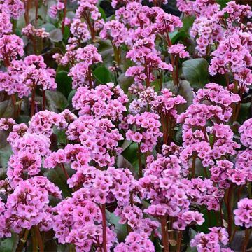 Bergenia Spring Fling - Schoenlappersplant