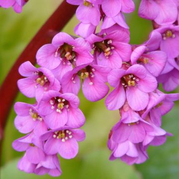 Bergenia Winterglut - Schoenlappersplant