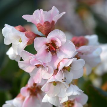 Bergenia Harzkristall - Schoenlappersplant