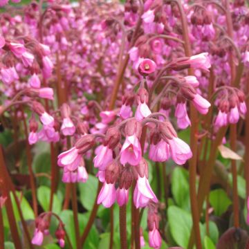 Bergenia Wintermarchen - Schoenlappersplant