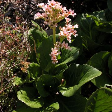 Bergenia stracheyi - Schoenlappersplant