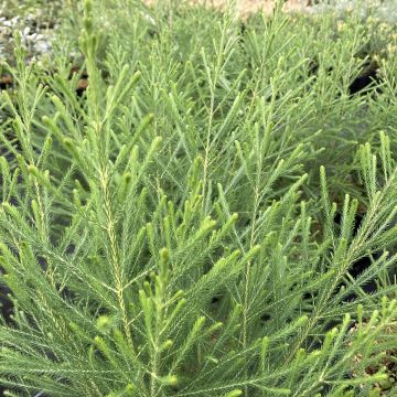 Berzelia - Knopjesstruik