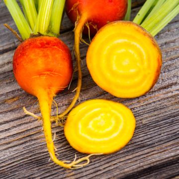 Gele biet Burpee's Golden BIO