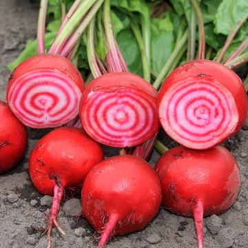 Biet Chioggia BIO