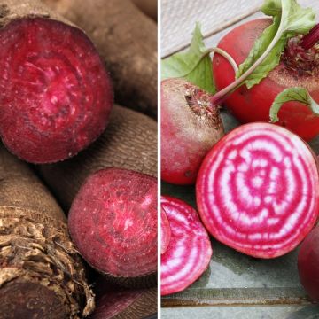 Rode bietenmix van Crapaudine en Chioggia BIO - Ferme de Sainte Marthe
