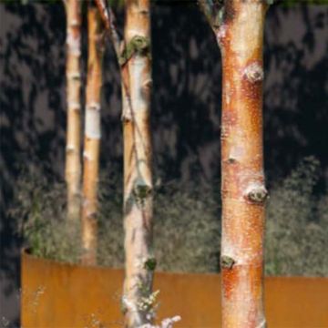 Betula albosinensis Fascination - Chinese berk
