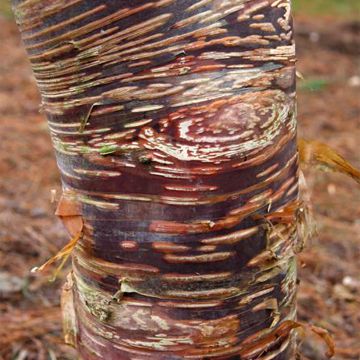 Betula ermanii Mount Zao Purple - Goudberk