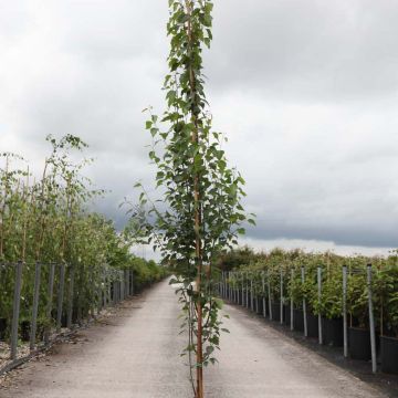 Betula pendula Fastigiata - Ruwe berk