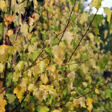 Betula pendula Golden Cloud - Ruwe berk