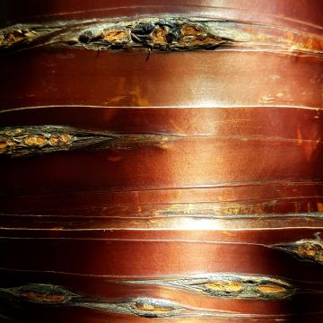 Betula utilis Nepalese Orange - Himalayaberk