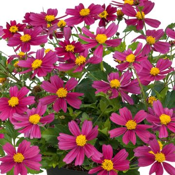 Bidens Bee my Sunshine - Tandzaad