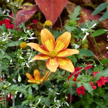 Bidens Campfire Funny Honey - Tandzaad