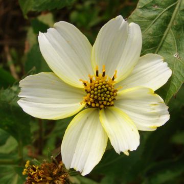 Bidens aurea - Tandzaad