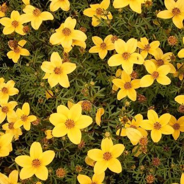 Bidens ferulifolia Compact - Tandzaad