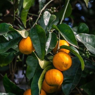 Citrus aurantium Bouquet de Fleur Citrus aurantium Bouquet de Fleur