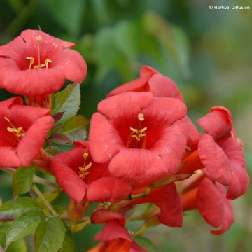 Campsis tagliabuana Ebony & Red - Trompetklimmer
