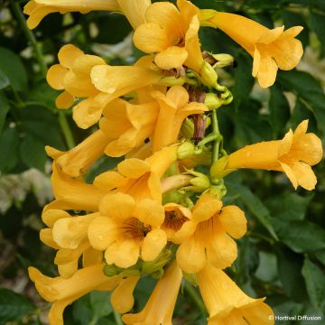 Campsis tagliabuana Golden Trumpet - Trompetklimmer