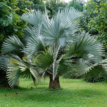 Bismarckia nobilis - Bismarckpalm