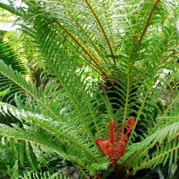 Blechnum brasiliense Volcano - Braziliaanse boomvaren