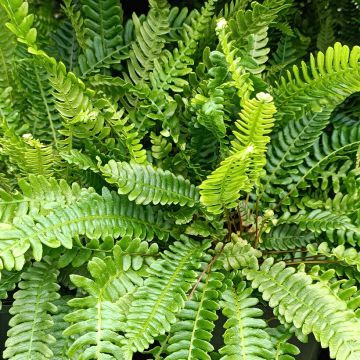 Blechnum spicant - Dubbelloofvaren