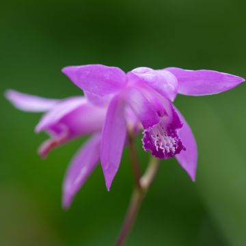 Bletilla Penway Dragon - Japanse orchidee