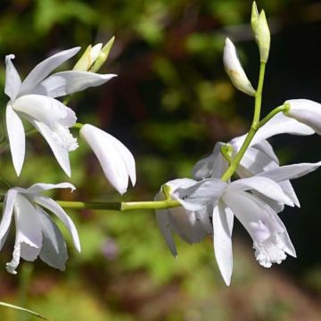 Bletilla striata Alba Variegata - Japanse orchidee