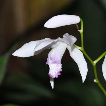 Bletilla striata Kuchi-beni - Japanse orchidee