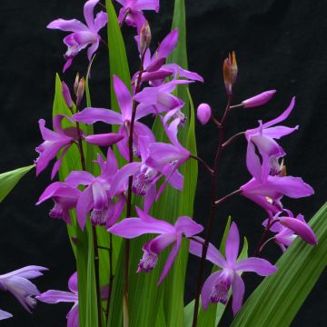 Bletilla striata Marcel Clapdrop - Japanse orchidee