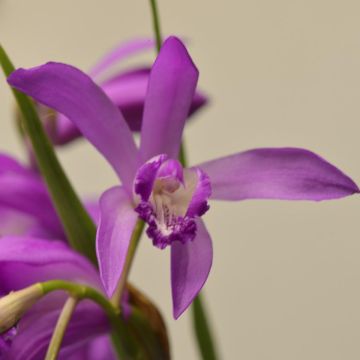 Bletilla striata Soryu Blue Dragon - Japanse orchidee