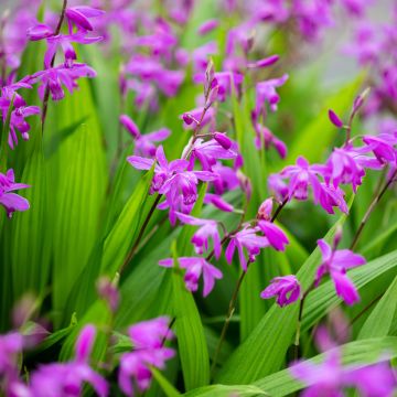 Bletilla striata Purple - Japanse orchidee