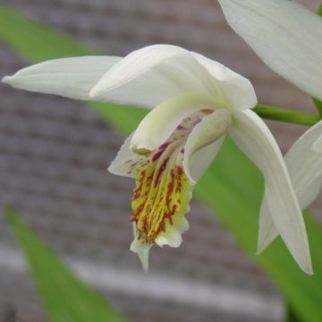 Bletilla striata Alba - Japanse orchidee