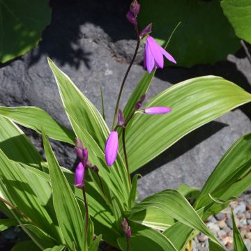Bletilla striata Variegated - Japanse orchidee