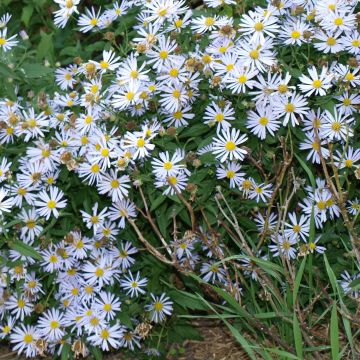 Boltonia asteroides Snowbank - Herfstaster