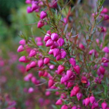 Boronia heterophylla - Geurboom